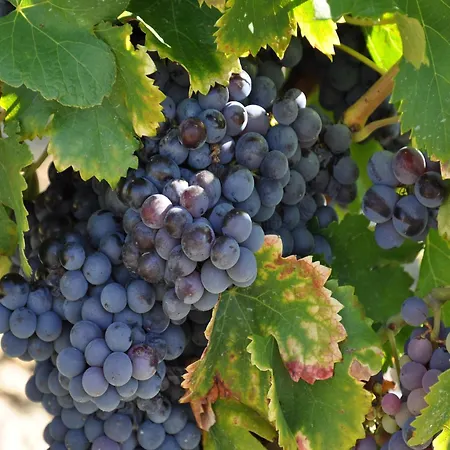 In France Near Scenic Landmarks *