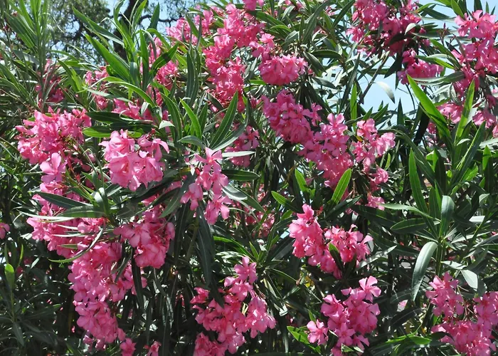 Vila In France Near Scenic Landmarks Estang