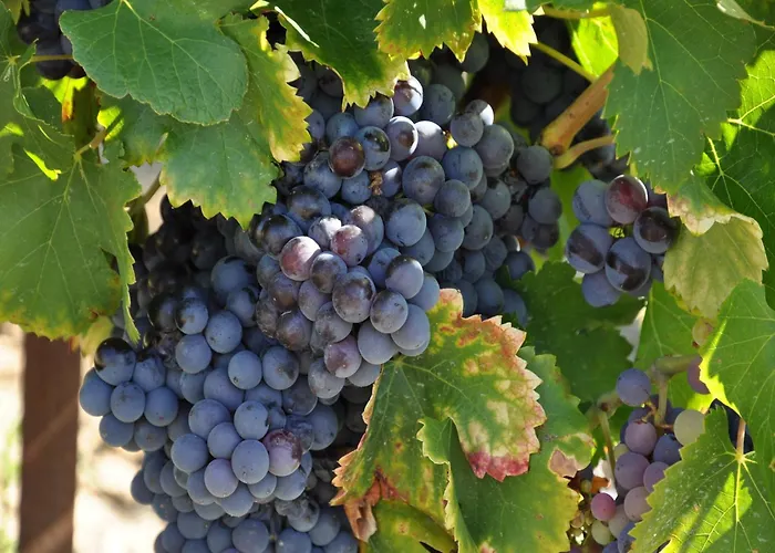 In France Near Scenic Landmarks *