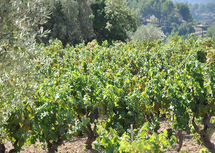 In France Near Scenic Landmarks Estang